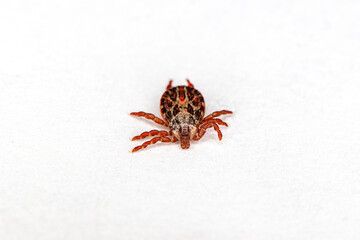 Ixodes ricinus on a white paper. Close up shot of a tick on white surface. Spotted tick on a white background. Bloodsucking insect. Dermacentor marginatus, Dermacentor reticulatus,
