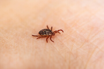 small brown insect mite crawls on human skin causing the risk of infection various infectious diseases such as encephalitis, Lyme disease