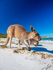 Kangaroos on the beach at Lucky Bay, Esperance Western Australia