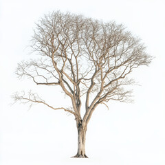 Fototapeta premium Solitary Leafless Tree Against a Bright Sky in Minimalist Nature Setting