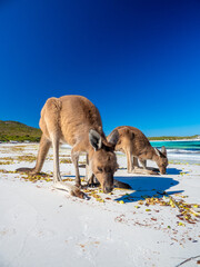 Kangaroos on the beach at Lucky Bay, Esperance Western Australia