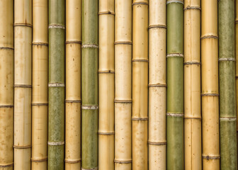 Fototapeta premium Bamboo stalks standing closely together against a natural background.