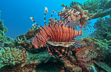 Red sea lionfish pterois volitans swimming over tropical reef with blue water in background
