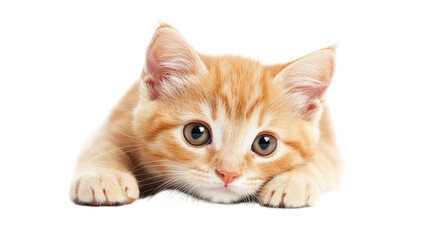 Fototapeta premium Adorable British Shorthair Kitten