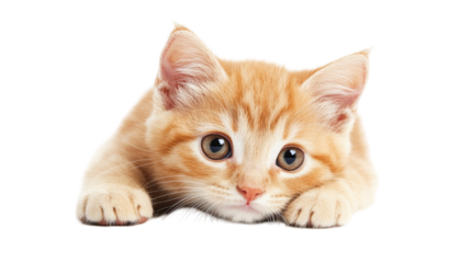 Adorable British Shorthair Kitten