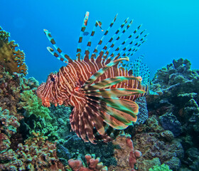 Red sea lionfish pterois volitans swimming over tropical reef with blue water in background