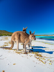 Kangaroos on the beach at Lucky Bay, Esperance Western Australia