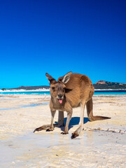 Kangaroos on the beach at Lucky Bay, Esperance Western Australia