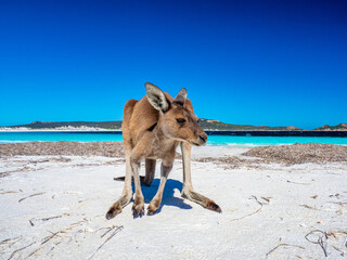 Kangaroos on the beach at Lucky Bay, Esperance Western Australia