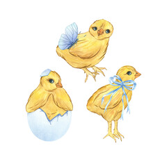 Easter chickens in eggshells with a butterfly and a bow, isolated clip art on a white background. Festive hand-drawn watercolor illustration. Composition, postcard template, packaging