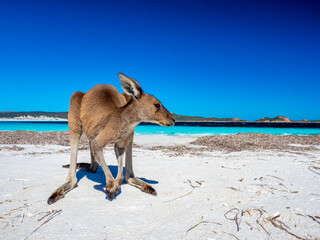 Kangaroos on the beach at Lucky Bay, Esperance Western Australia