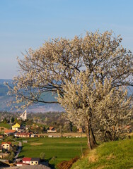 Rural landscape in a mountainous environment, flowering cherry trees, a small village with houses, fields and meadows. Spring rural scenery © Ivan