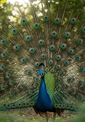 Obraz premium Peacock with Open Feathers 