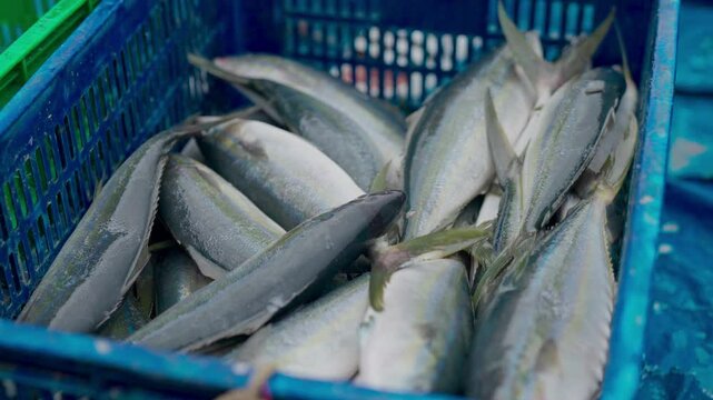 Freshly caught greater amberjack fish are being prepared for distribution at fish markets in Indonesia