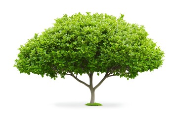 Lush green tree, isolated, white background, nature, landscaping