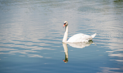 A mute swan living and floating in the lake. The swan is a genus of waterfowl that has the ability to swim and fly with incredible speed and agility.