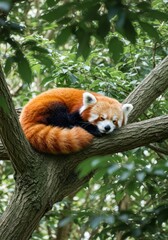 Sleeping Red Panda
