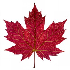 Vibrant Red Autumn Maple Leaf Detailed Vein Structure Isolated on White Background