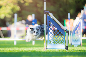 Amazing blue merle sheltie dog breed jumping agility sport