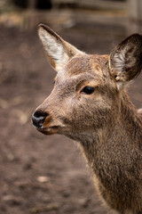 A close-up portrait of a young fawn with soft fur and gentle eyes. Perfect for themes of wildlife, nature, and the beauty of young animals.