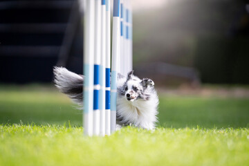 Amazing blue merle sheltie dog agility dog sport slalom