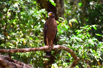 Amazing Wild Life of Sri Lanka