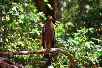 Amazing Wild Life of Sri Lanka