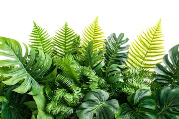 Lush tropical foliage border, white background, design element