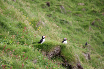 Iceland-Puffin on a rocky slope on the Vestmannaeyjar- Westman Islands 