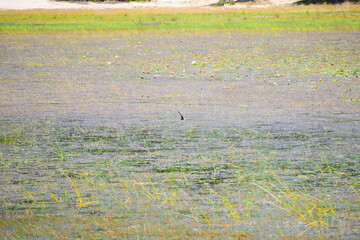 Amazing wildlife of Sri Lanka