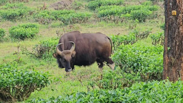 Indian Gaur (Bos Gaurus) eating grass in tea estates,  Valparai, Tamil Nadu, India. 