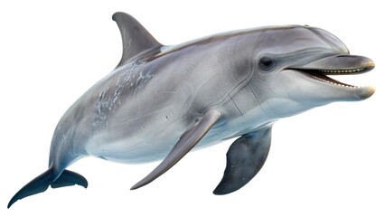 Fototapeta premium dolphin isolated on white background