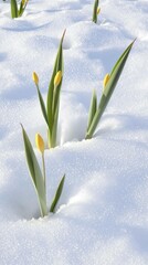 A few yellow flowers are in the snow