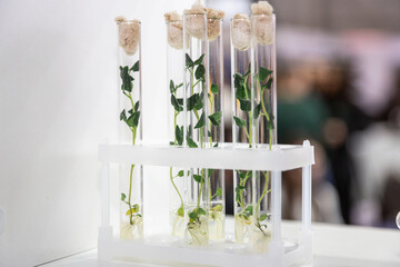 in vitro collection of transgenic potato plant and original varieties. tissue culture laboratory