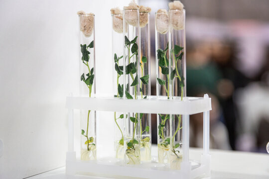 in vitro collection of transgenic potato plant and original varieties. tissue culture laboratory