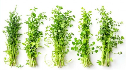 Fototapeta premium A bunch of green herbs are shown in a row