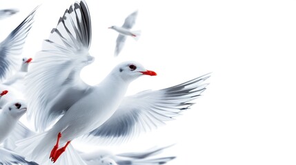 Fototapeta premium Seagulls in flight, white background, freedom concept, coastal scene, website banner