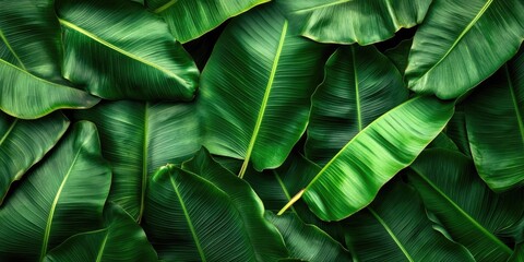 Fototapeta premium Lush green banana leaves layered closely, showcasing vibrant rich hues and varied textures, perfect for creative backgrounds and projects.