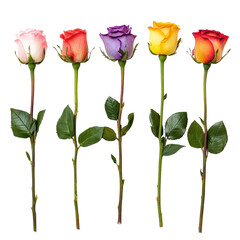 Obraz premium Colorful row of multicolored rose flowers isolated on a Transparent background, row of multicolored rose flowersfile of isolated object on White background