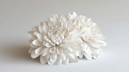Elegant white chrysanthemums studio shot, minimalist background, floral design
