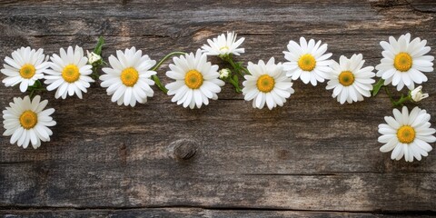 Obraz premium White daisies with yellow centers arranged in a loop on a rustic brown wooden table background creating a natural floral decoration.