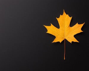Vibrant yellow maple leaf on a dark background, perfect for autumn and nature themes.