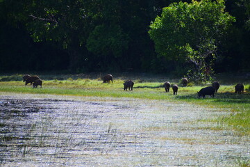 Amazing wildlife of Sri Lanka