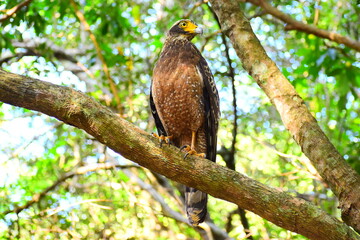 Amazing wildlife of Sri Lanka