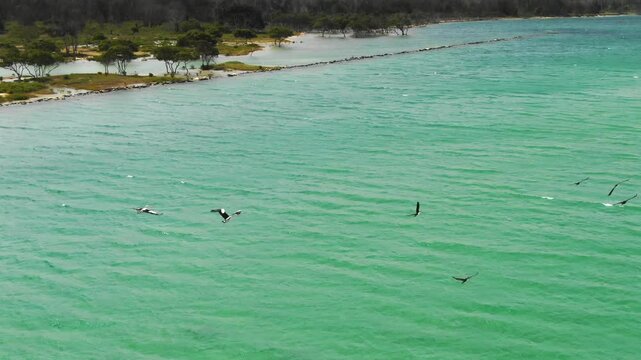Flock of birds flying over Bellinger River, ideal for wildlife or nature content, New South Wales, Australia. Aerial drone