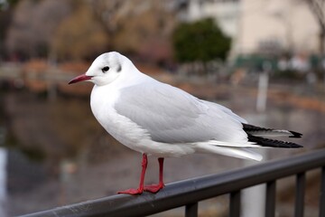 seagull