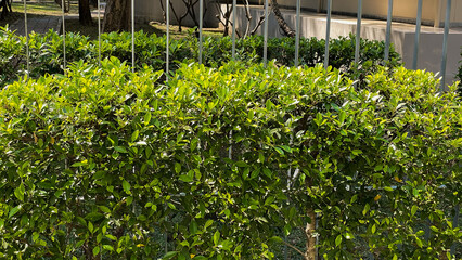 Green garden in the morning middle of the nature