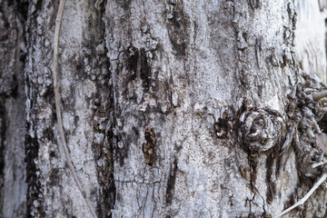 Close-Up of Tree Bark Texture – Natural Wooden Pattern