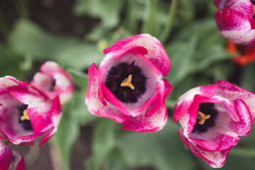 tulipano 