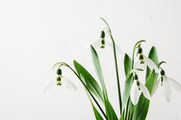 Snowdrops.